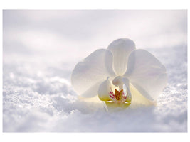 canvas-print-the-orchids-bloom