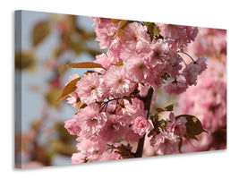 canvas-print-the-ornamental-cherry