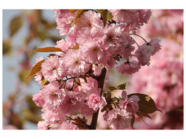 canvas-print-the-ornamental-cherry