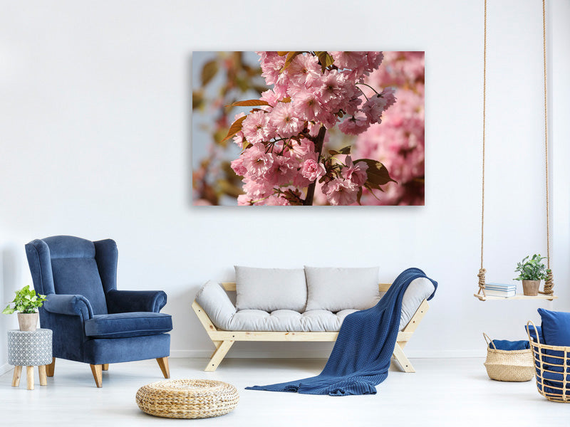 canvas-print-the-ornamental-cherry