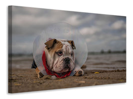 canvas-print-the-vet-gave-me-this-collarand-i-am-not-happy-with-it