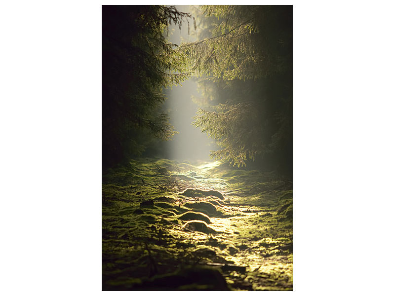 canvas-print-the-wild-way