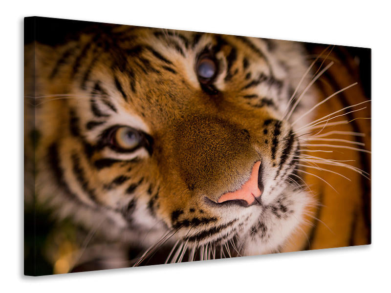 canvas-print-tiger-face