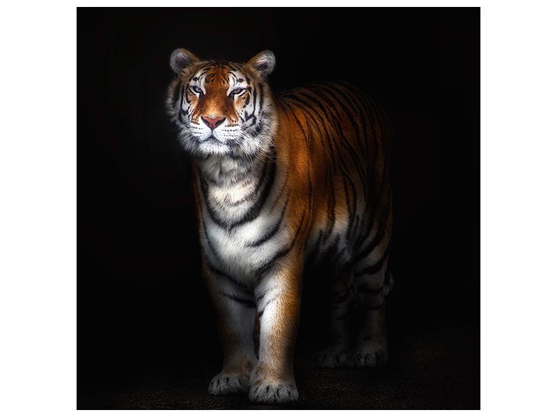 canvas-print-tiger-portrait-ii-x