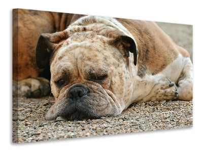 canvas-print-tired-boxer