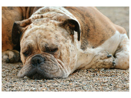 canvas-print-tired-boxer