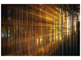 canvas-print-trees-in-sunbeams