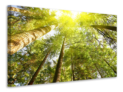 canvas-print-treetops-in-the-sun