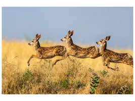 canvas-print-tripple-jump