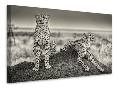 canvas-print-two-cheetahs-watching-out