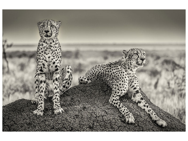 canvas-print-two-cheetahs-watching-out