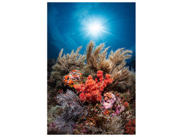 canvas-print-underwater-life