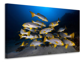 canvas-print-underwater-photography-indian-ocean-sweetlips