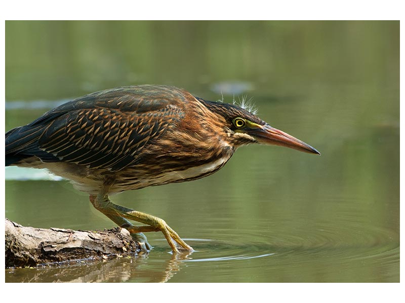 canvas-print-wading-into-the-unknown-x