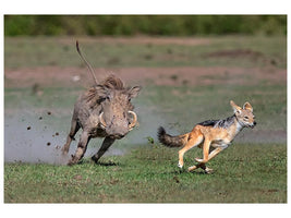 canvas-print-warthog-vs-jackal-x