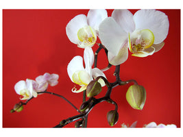 canvas-print-white-orchids-on-red-wall