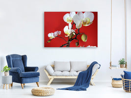 canvas-print-white-orchids-on-red-wall