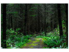 canvas-print-wild-forest