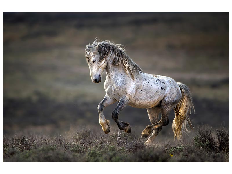 canvas-print-wild-wild-west-x