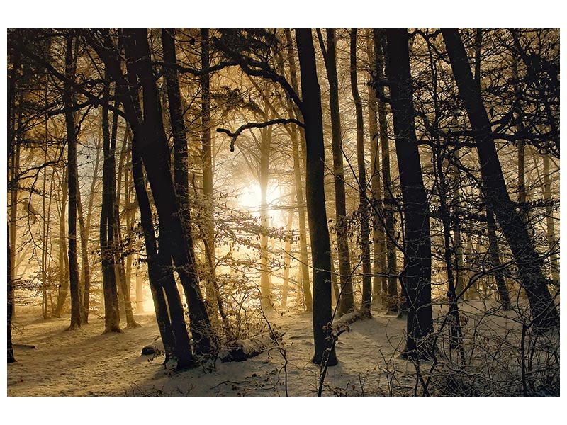 canvas-print-winter-morning-x