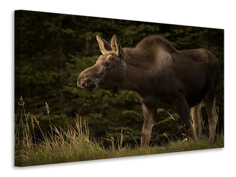 canvas-print-young-moose-on-the-loose