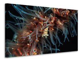 canvas-print-zanzibar-whip-coral-shrimp