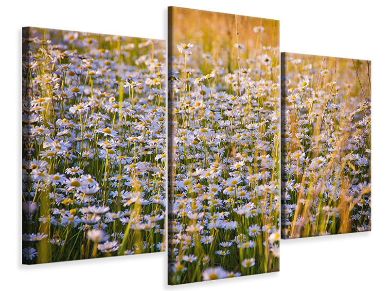 modern-3-piece-canvas-print-a-field-full-of-camomile