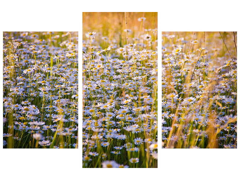 modern-3-piece-canvas-print-a-field-full-of-camomile