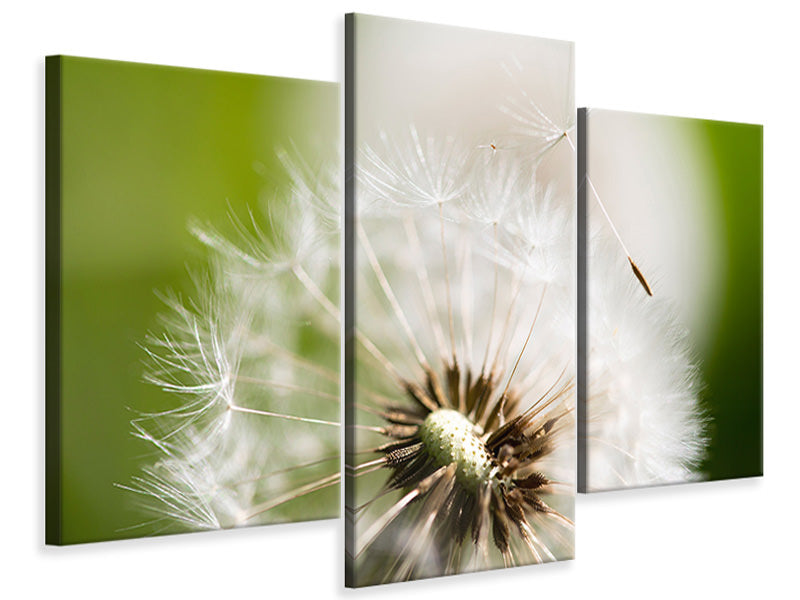 modern-3-piece-canvas-print-blowball-dandelion