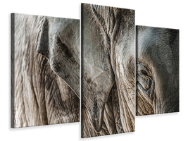 modern-3-piece-canvas-print-close-up-elephant