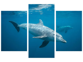 modern-3-piece-canvas-print-curious-dolphin