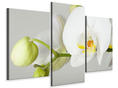 modern-3-piece-canvas-print-giant-orchid