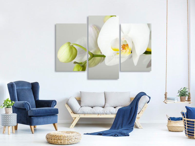 modern-3-piece-canvas-print-giant-orchid