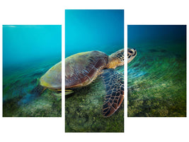 modern-3-piece-canvas-print-green-turtle