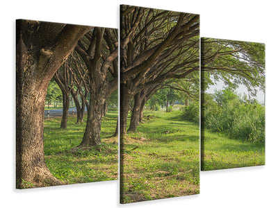 modern-3-piece-canvas-print-mature-trees