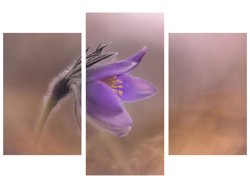 modern-3-piece-canvas-print-pulsatilla-vulgaris