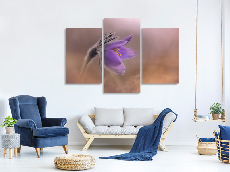 modern-3-piece-canvas-print-pulsatilla-vulgaris