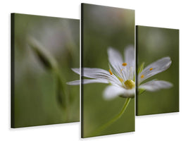 modern-3-piece-canvas-print-stitchwort