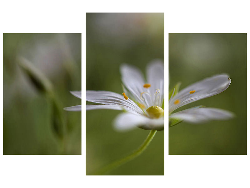 modern-3-piece-canvas-print-stitchwort