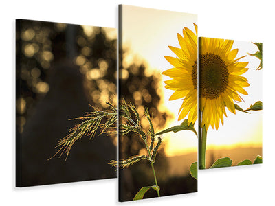 modern-3-piece-canvas-print-sunflower-in-the-sunrise