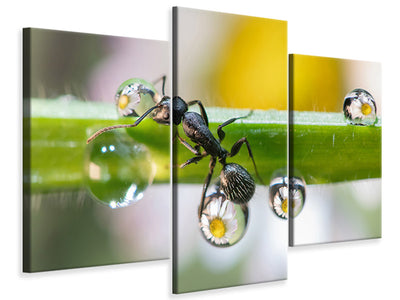 modern-3-piece-canvas-print-the-ant-between-the-drops