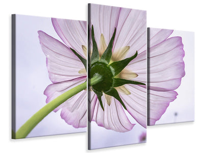 modern-3-piece-canvas-print-the-cosmos-flower