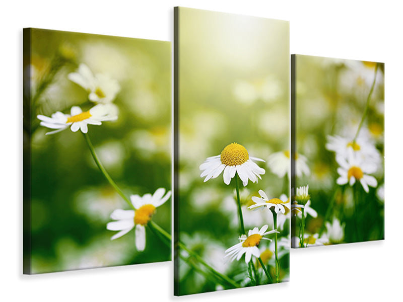 modern-3-piece-canvas-print-the-daisy