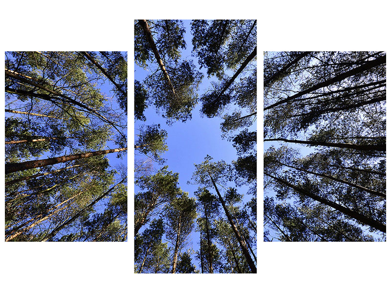 modern-3-piece-canvas-print-under-high-treetops