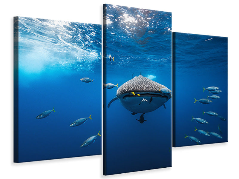 modern-3-piece-canvas-print-whale-shark-escorted-by-a-school-of-bonito