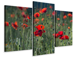 modern-3-piece-canvas-print-wild-poppy