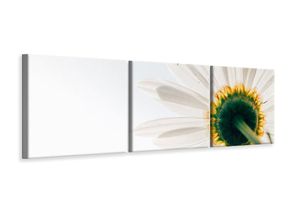 panoramic-3-piece-canvas-print-a-daisy
