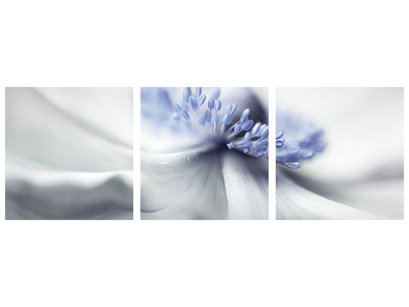 panoramic-3-piece-canvas-print-anemone-spirit