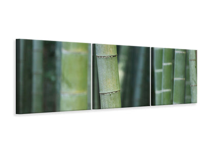 panoramic-3-piece-canvas-print-bamboo-in-xxl
