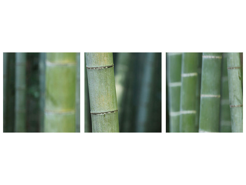 panoramic-3-piece-canvas-print-bamboo-in-xxl